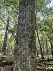 Ulmus serotina