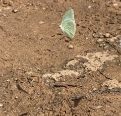 Catopsilia florella