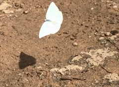 Catopsilia florella