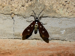 Phaio acquiguttata