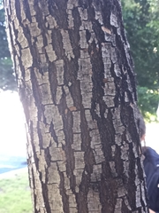 Sceloporus grammicus