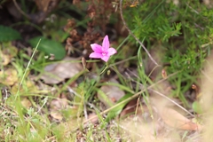 Elythranthera emarginata