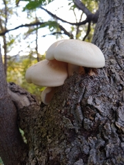 Hypsizygus