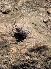 Curculionoidea
