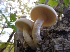 Hypsizygus