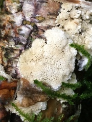 Byssomerulius corium