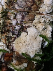 Byssomerulius corium