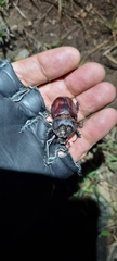 Strategus aloeus