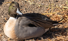 Anas platyrhynchos × acuta