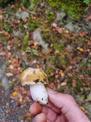 Russula claroflava