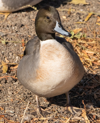 Anas platyrhynchos × acuta