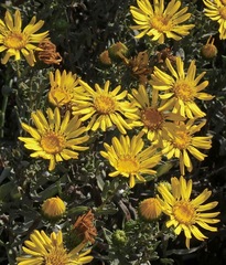 Grindelia stricta platyphylla