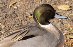Anas platyrhynchos × acuta