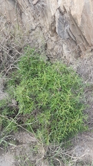 Cistus monspeliensis