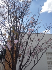 Tabebuia roseoalba