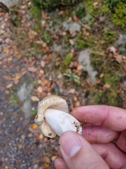 Russula claroflava