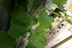 Colomerus vitis