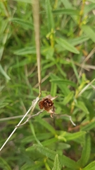 Cistus monspeliensis