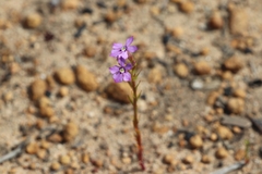 Isotoma hypocrateriformis