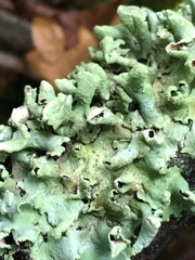 Parmelioideae