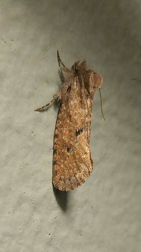 Acrolophus kearfotti photo 2