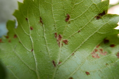 Colomerus vitis