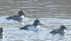 Bucephala clangula × islandica