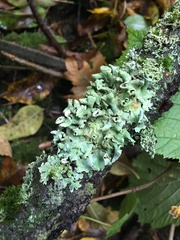 Parmelioideae