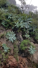 Agave attenuata