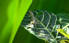 Anolis grahami