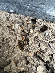 Acanthomyops