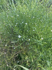 Symphyotrichum subulatum