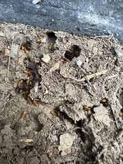 Acanthomyops