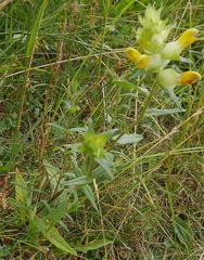 Rhinanthus alectorolophus