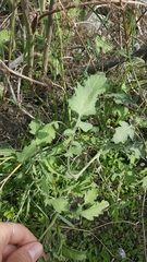 Brassica oleracea