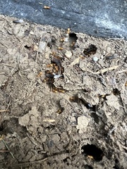 Acanthomyops