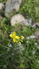 Brassica oleracea