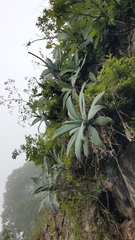 Agave attenuata