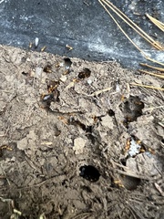 Acanthomyops