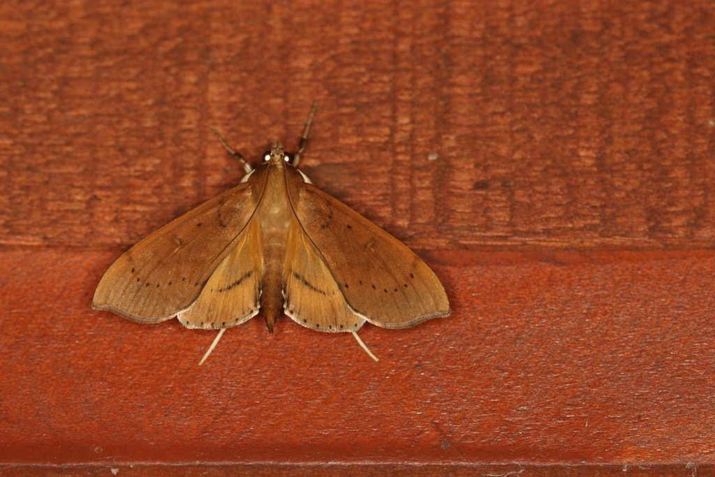 Anarmodia inflexalis