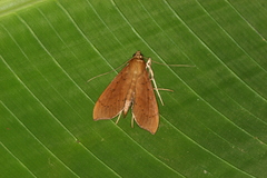 Anarmodia inflexalis