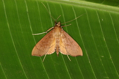 Anarmodia inflexalis