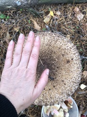 Macrolepiota procera