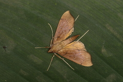 Anarmodia inflexalis