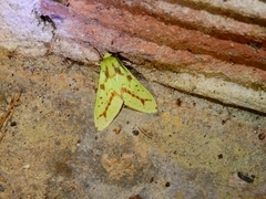 Symphlebia