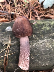 Macrolepiota procera