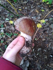 Russula cyanoxantha