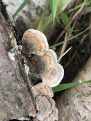 Trametes versicolor image