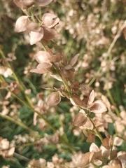 Atriplex sagittata