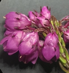 Erica cubica